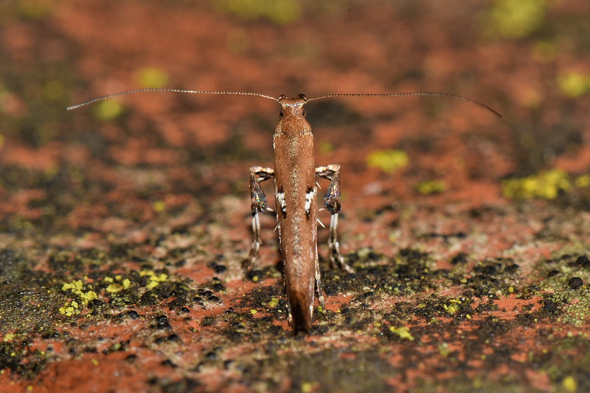 Gracillariidae: Caloptilia sp? (cfr) semifascia/jurateae